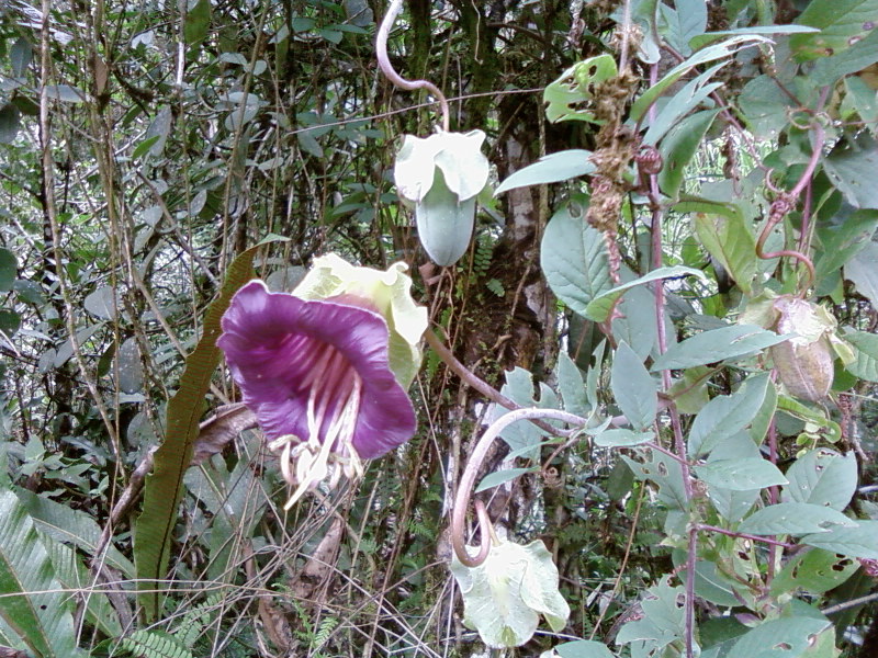 File:Cobaea scandens - Machu Pichu, Pérou.jpg