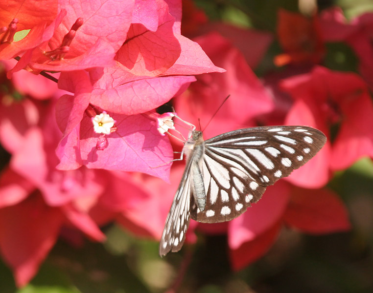 File:Common Wanderer (Pareronia valeria)- Female on Bouganvillea species in Kolkata W IMG 3636.jpg