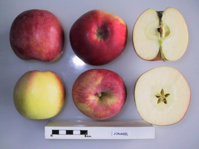 File:Cross section of Jonadel, National Fruit Collection (acc. 1963-112).jpg