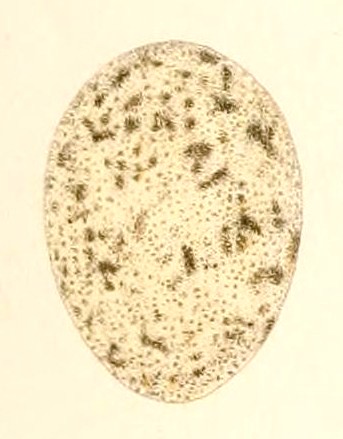 File:Cyanocorax chrysops egg 1847.jpg