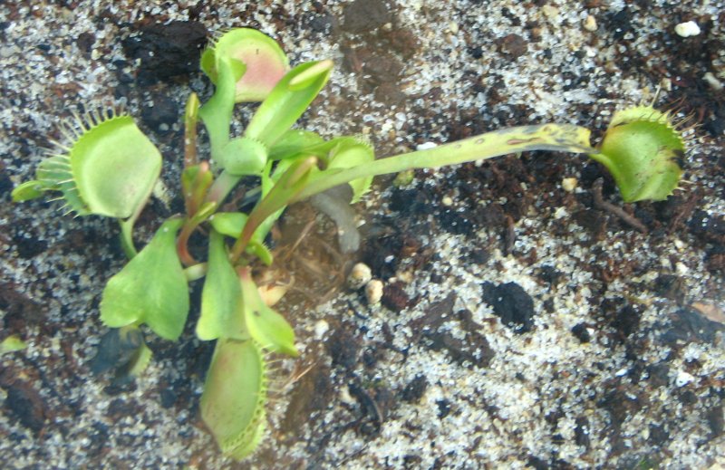 File:Dionaea muscipula5.jpg