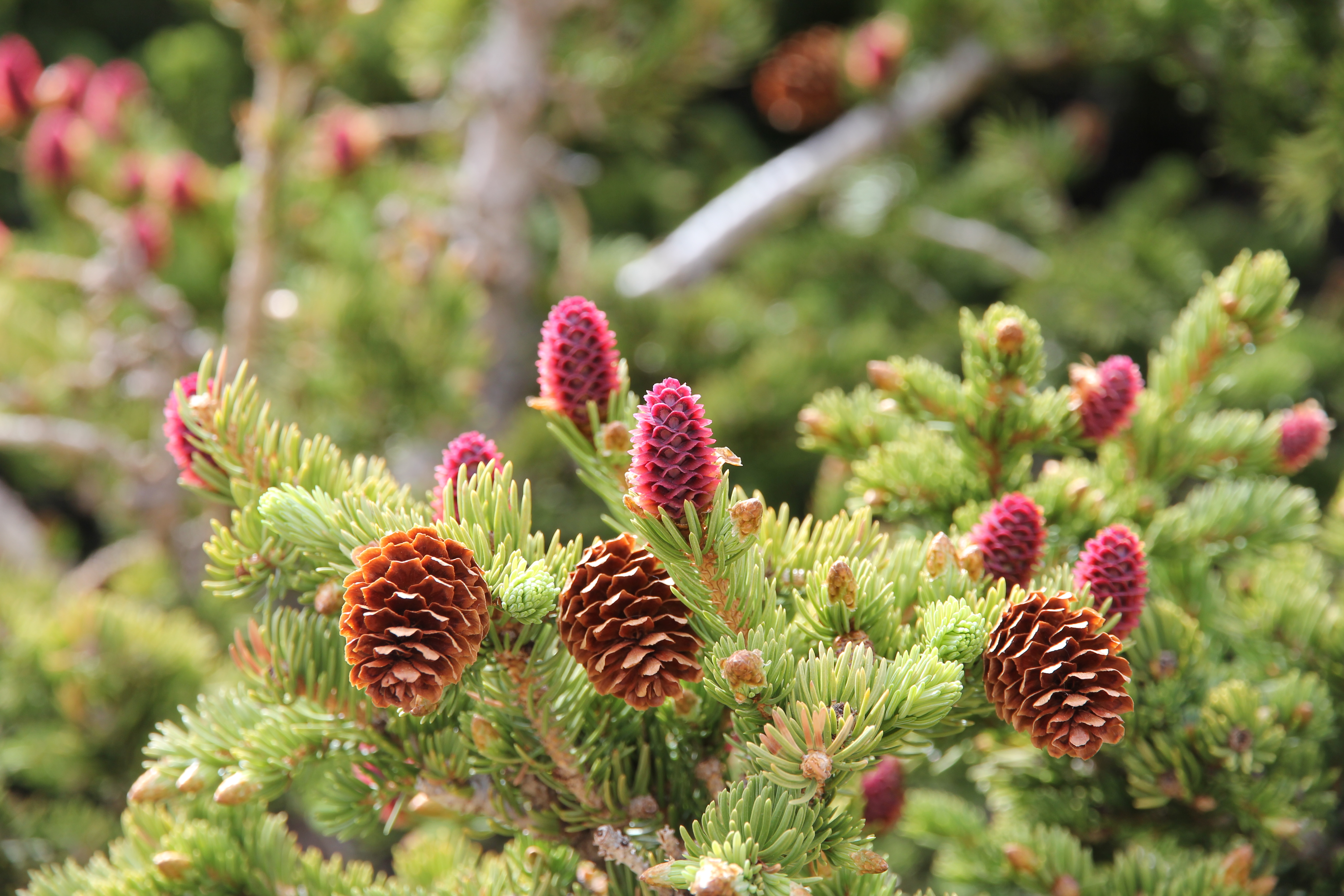 spruce cones