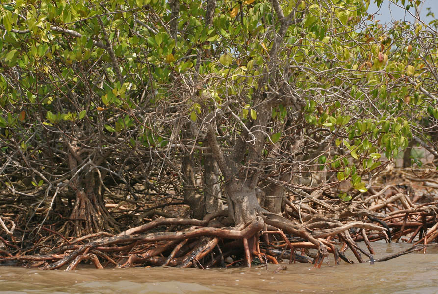 Top 10 Most Dangerous trees in the World - Milky Mangrove