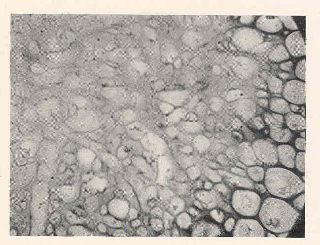 File:FMIB 47397 Photomicrograph of stipe of Renfrewia.jpeg