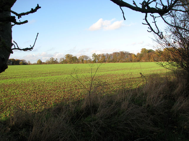 File:Field east of Brooke Wood - geograph.org.uk - 1582877.jpg