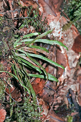 <i>Notogrammitis billardierei</i> Species of fern