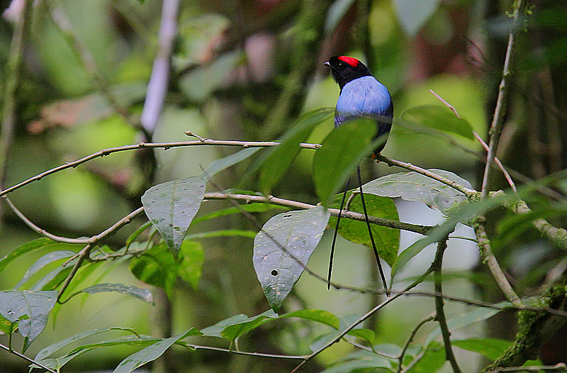 File:Flickr - Rainbirder - Long-tailed Manakin (Chiroxiphia linearis) in habitat (1).jpg