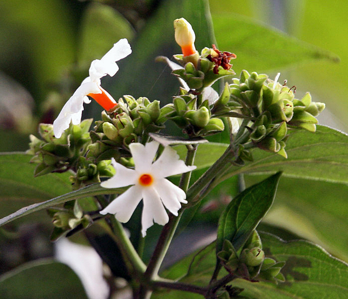 File:Flower & flower buds I IMG 2257.jpg