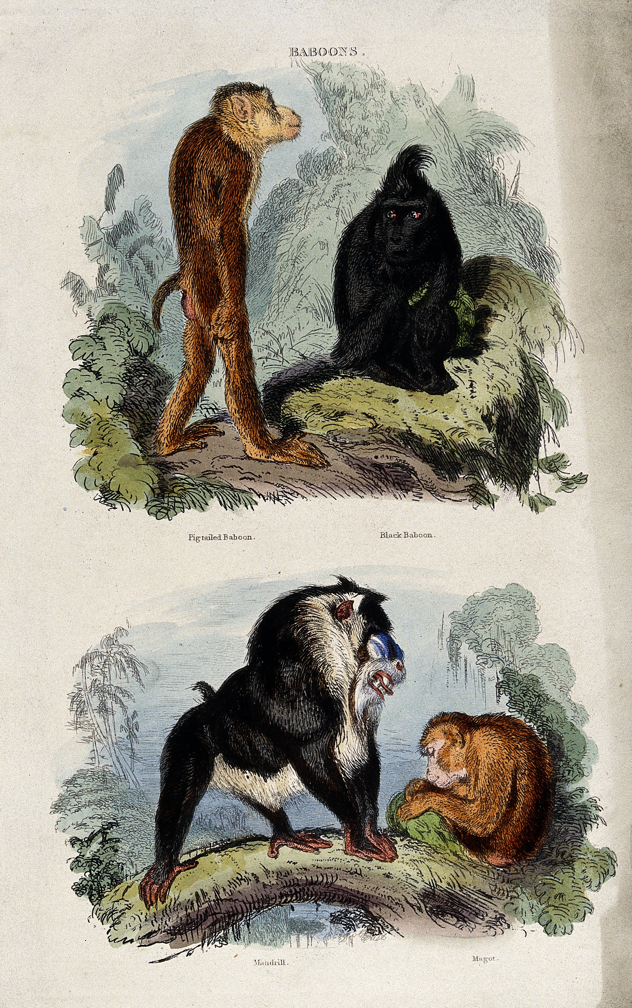 File Four Baboons Pigtailed Baboon Black Baboon Mandrill And Wellcome V Jpg Wikimedia Commons
