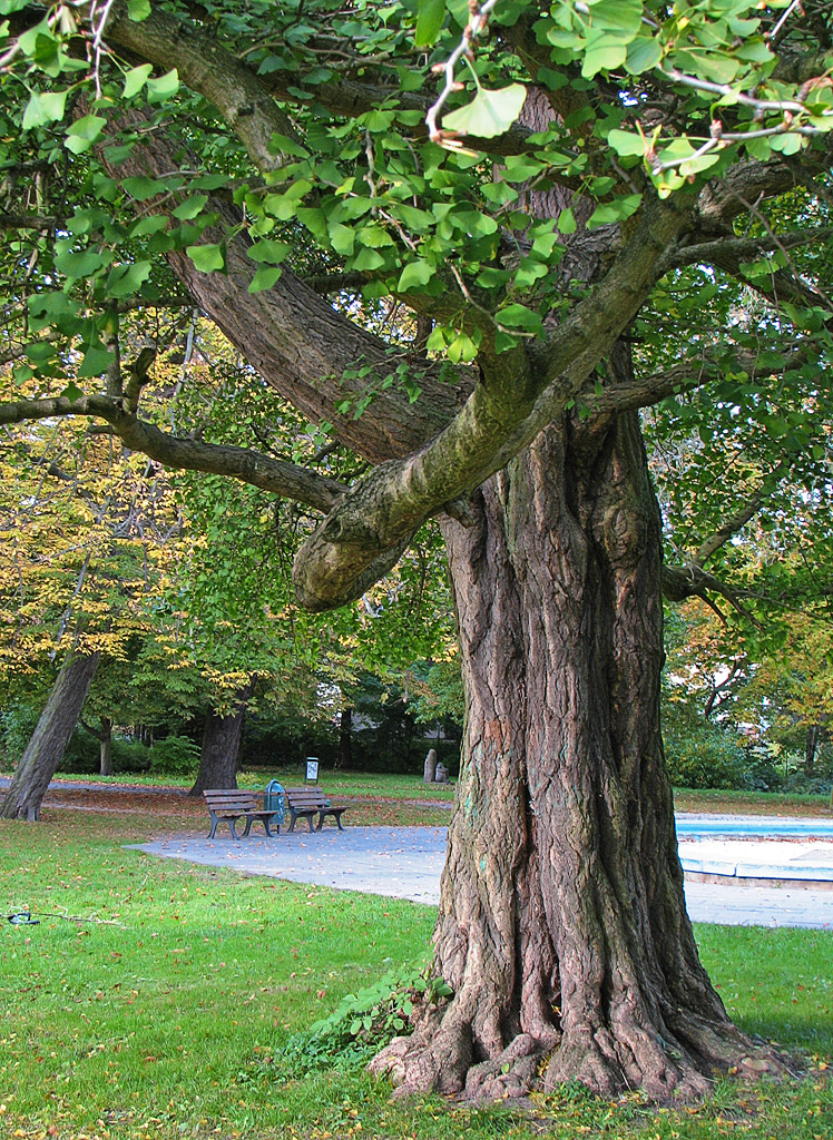 Ginkgo Stamm.jpg