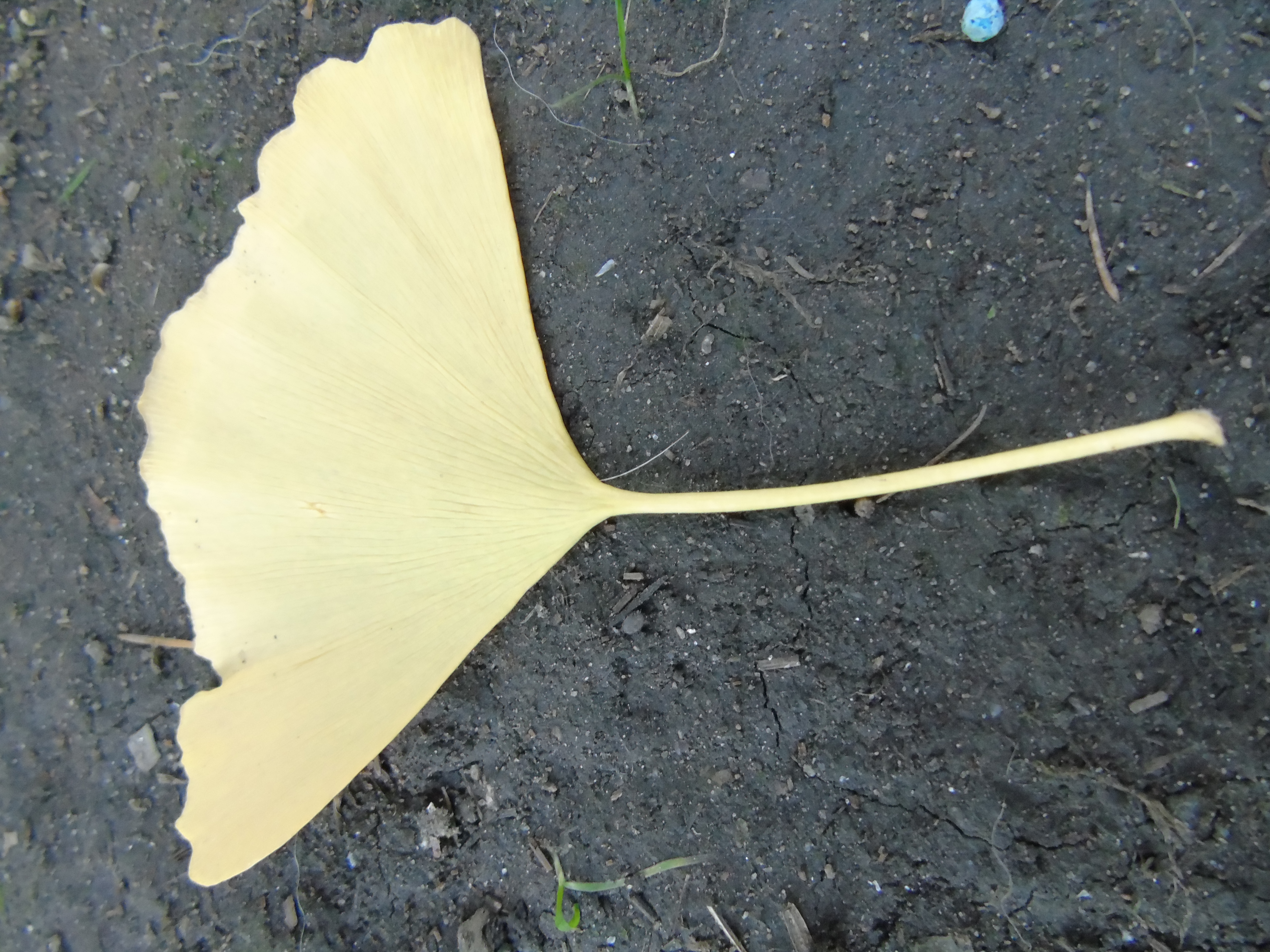 Ginkgo biloba mercadona para que sirve