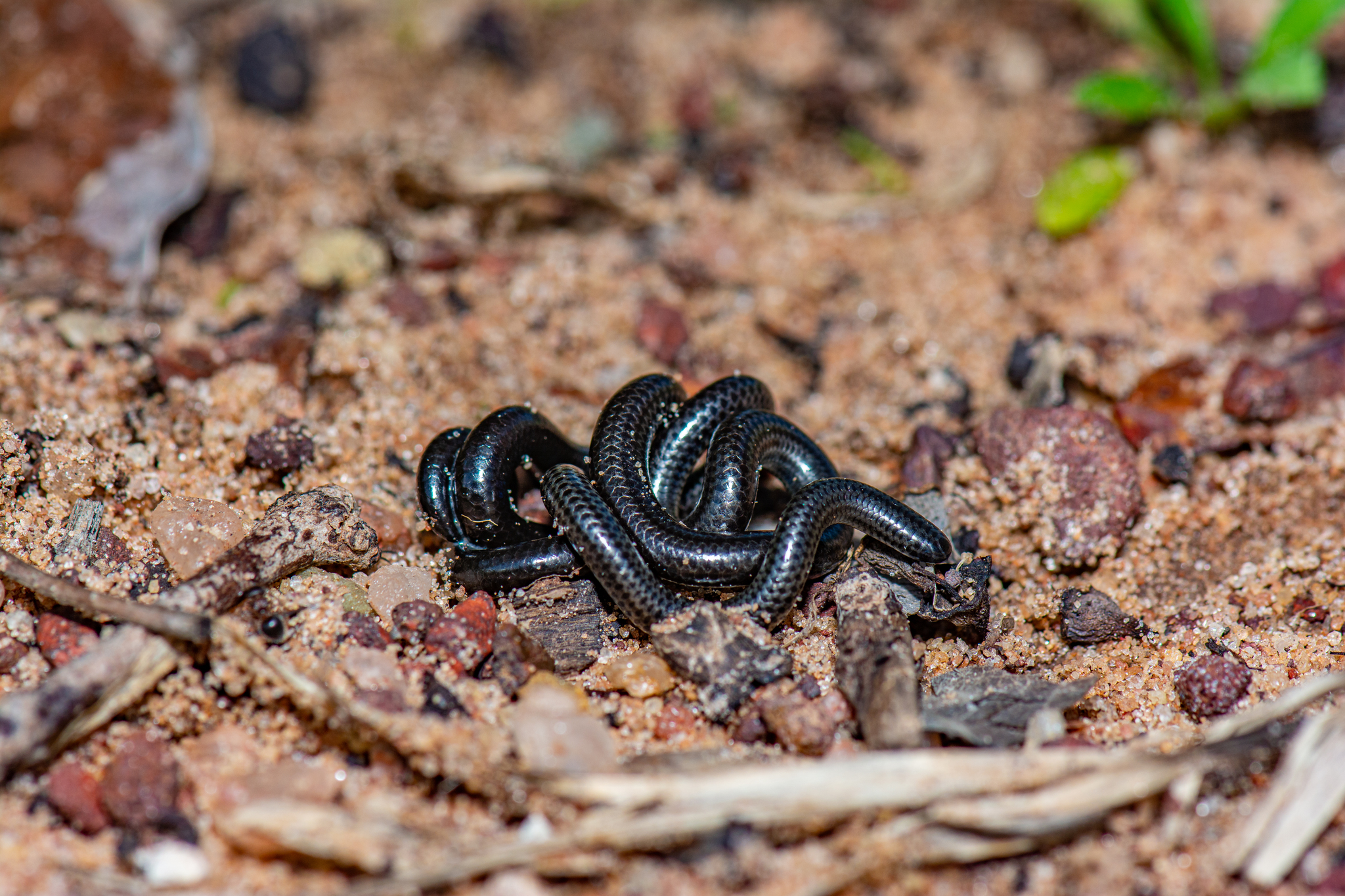 Black Pipe Snake - Encyclopedia of Life