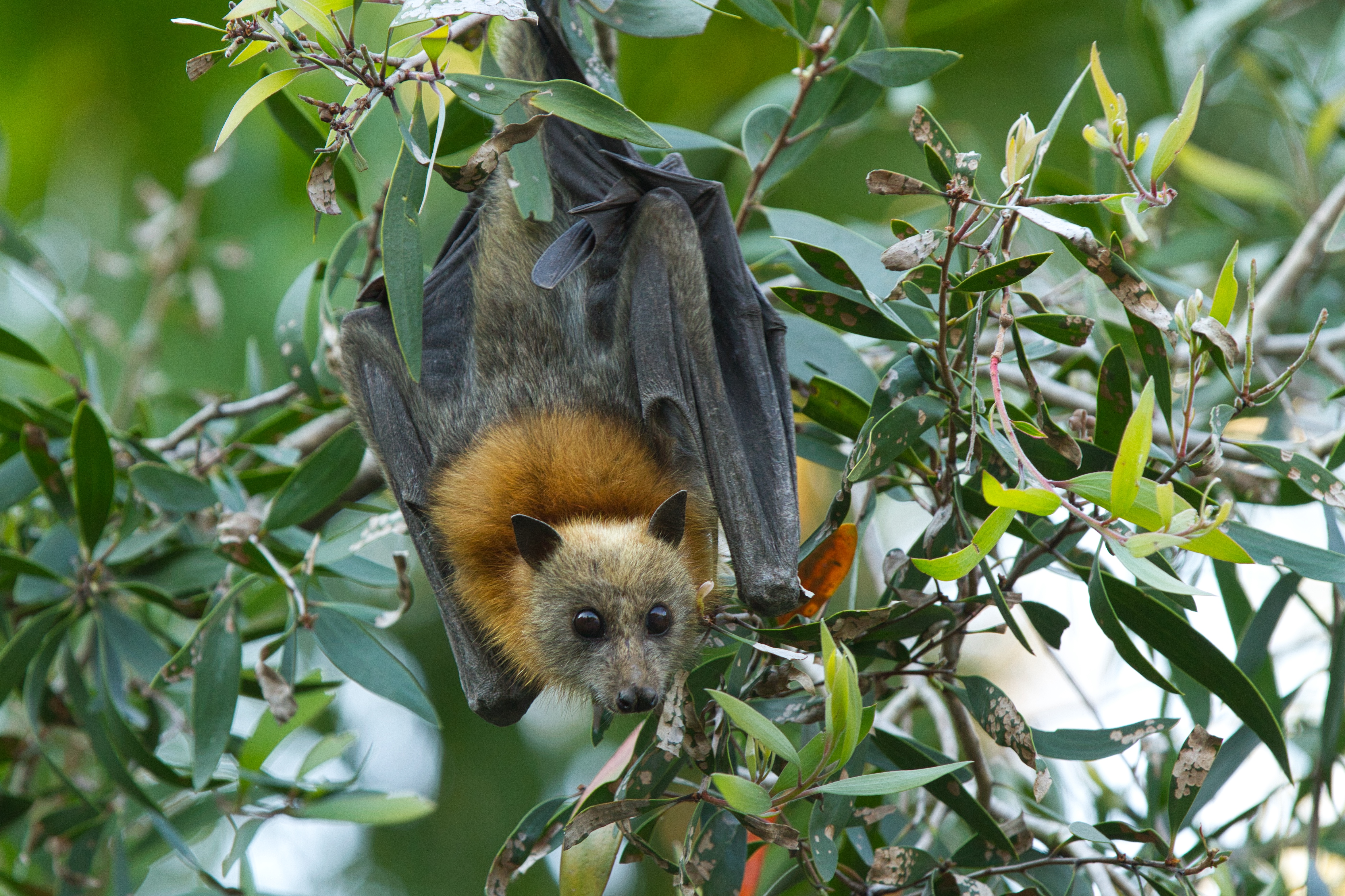 grey headed flying fox habitat