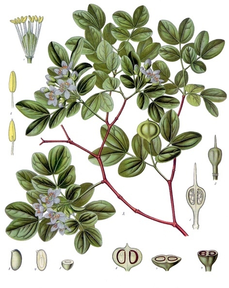 File:Guaiacum officinale - Köhler–s Medizinal-Pflanzen-069.jpg