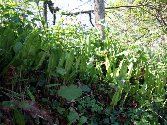 File:Hart's tongue fern - geograph.org.uk - 422305.jpg