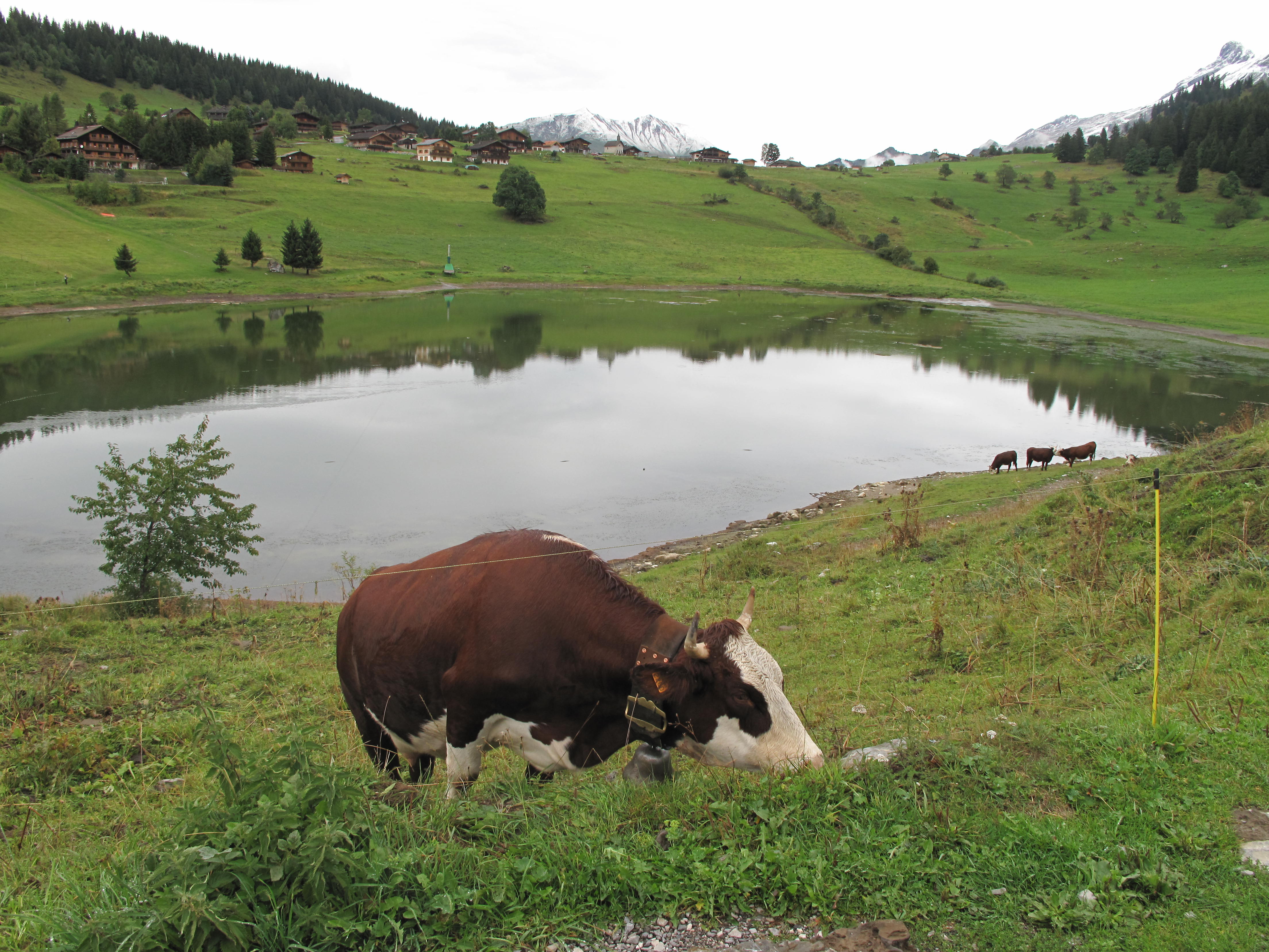 File:Lac des Confins and Abondance cattle.jpg - Wikimedia Commons