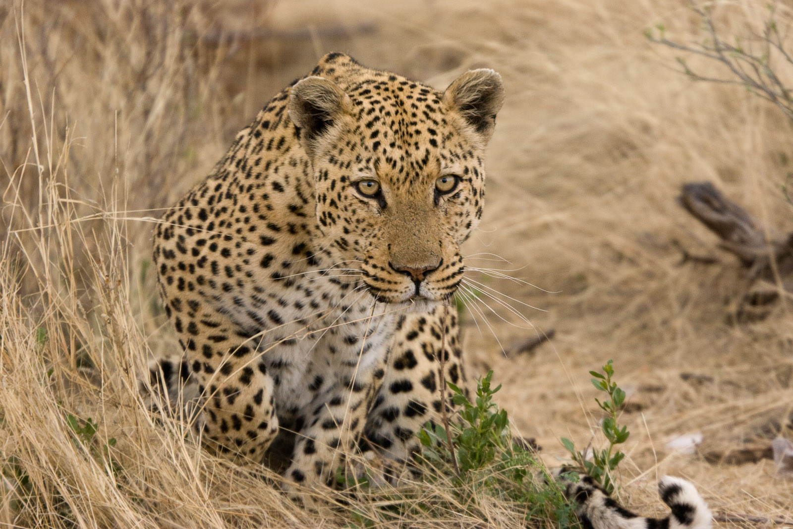 By Greg Willis from Denver, CO, usa (Leopard about to Pounce) [CC BY-SA 2.0], via Wikimedia Commons