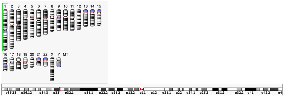 C1orf185 locus within the human genome. Diagrams from NCBI Genome Viewer (top) and the Integrative Genomics Viewer (bottom). Locus c1orf185.png