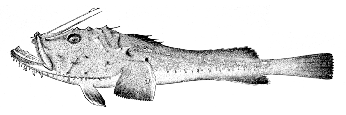 Żabnica (Lophius piscatorius)