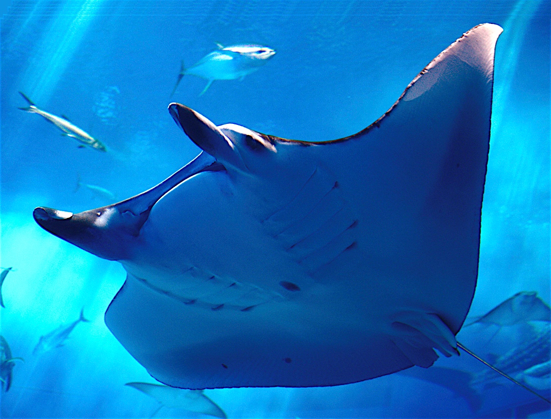 File:Manta ray - Chura-umi Aquarium.jpg - Wikimedia Commons