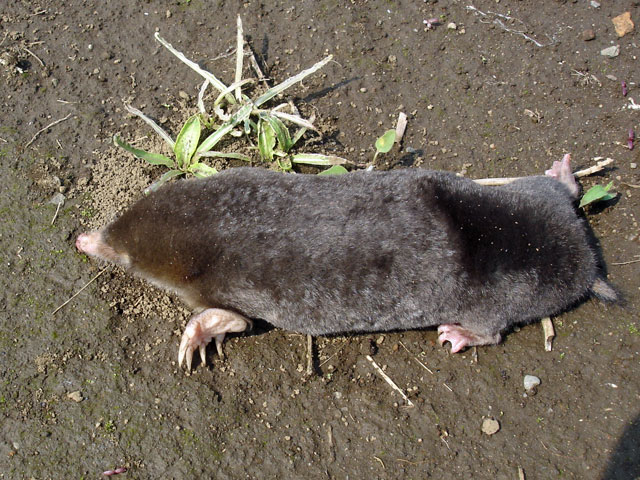 The average adult weight of a Small Japanese mole is 65 grams (0.14 lbs)