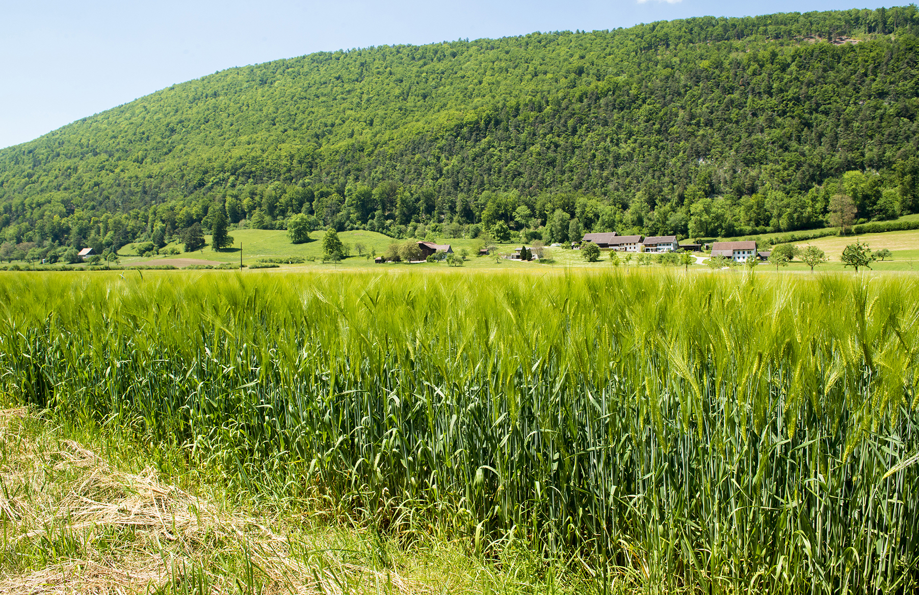 Naturpark Thal near Herbetswil, by Cassinam