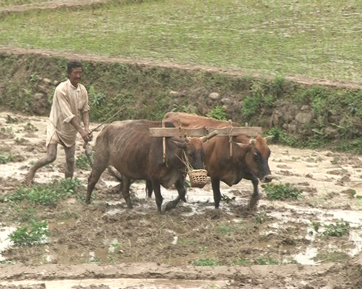 File:Nepali farmer.jpg