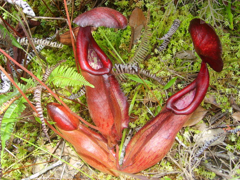 Archivo:Nepenthes bokorensis lowers.jpg