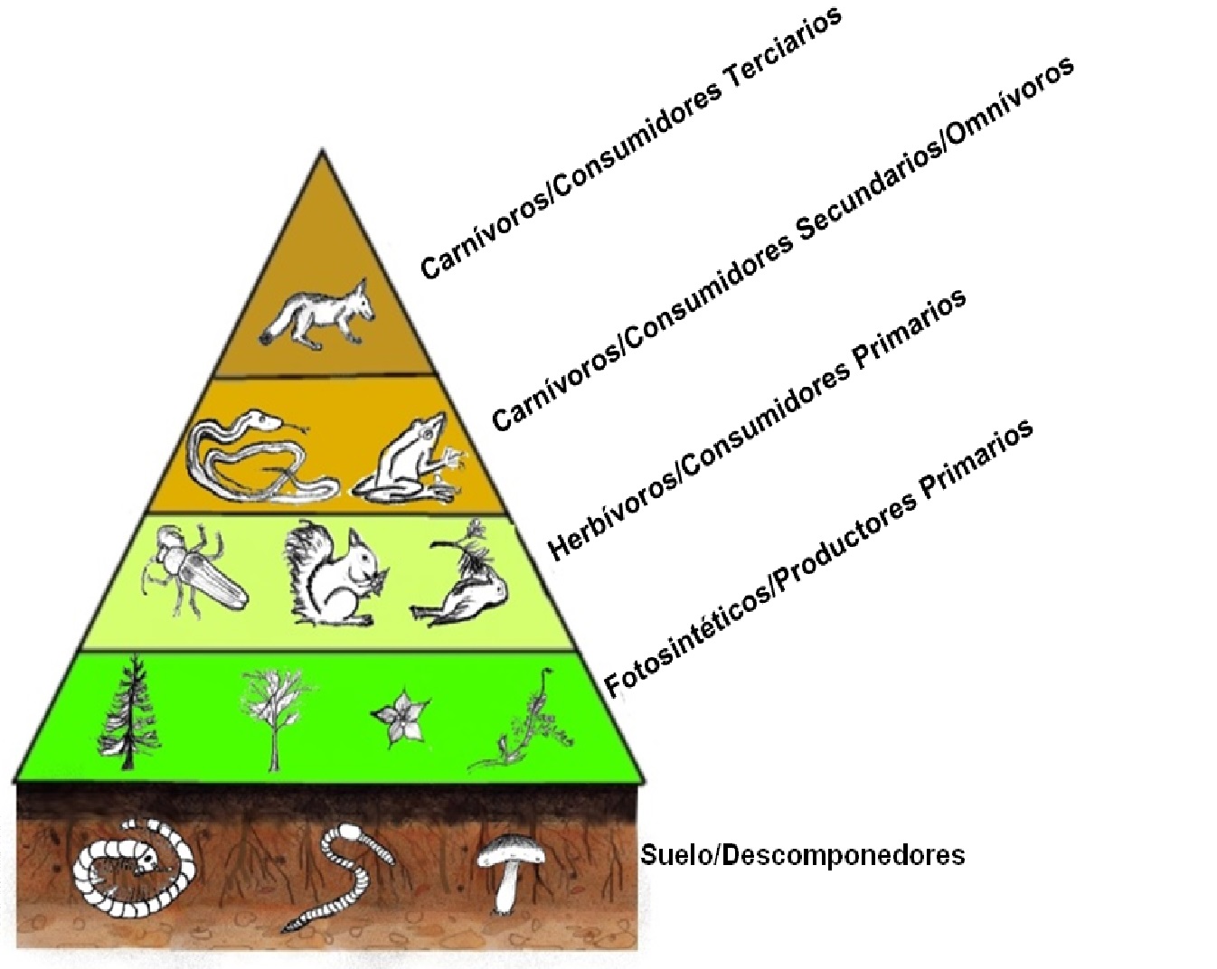 Red Trófica - Concepto, tipos, cadena trófica, pirámide trófica