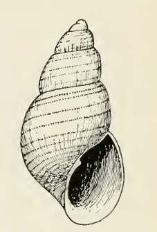 <i>Odostomia harfordensis</i> Species of gastropod