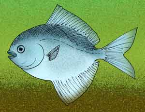 Pasaichthys pleuronectiformis.jpg