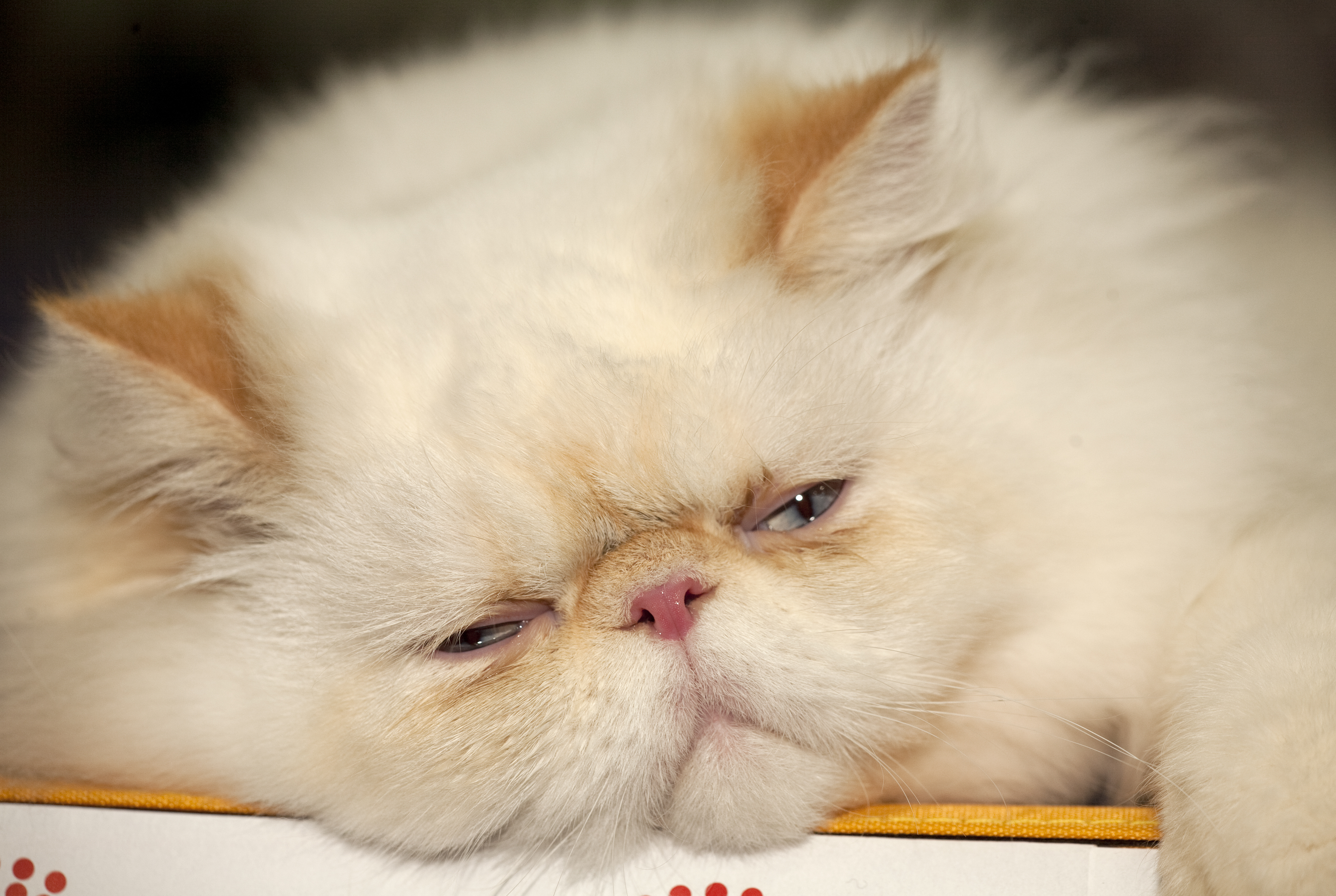 Сонный персидский кот