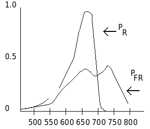 Phytochrome_absorbtion.png