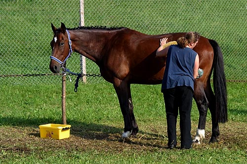 Brosse pour crins des chevaux - pansage du cheval