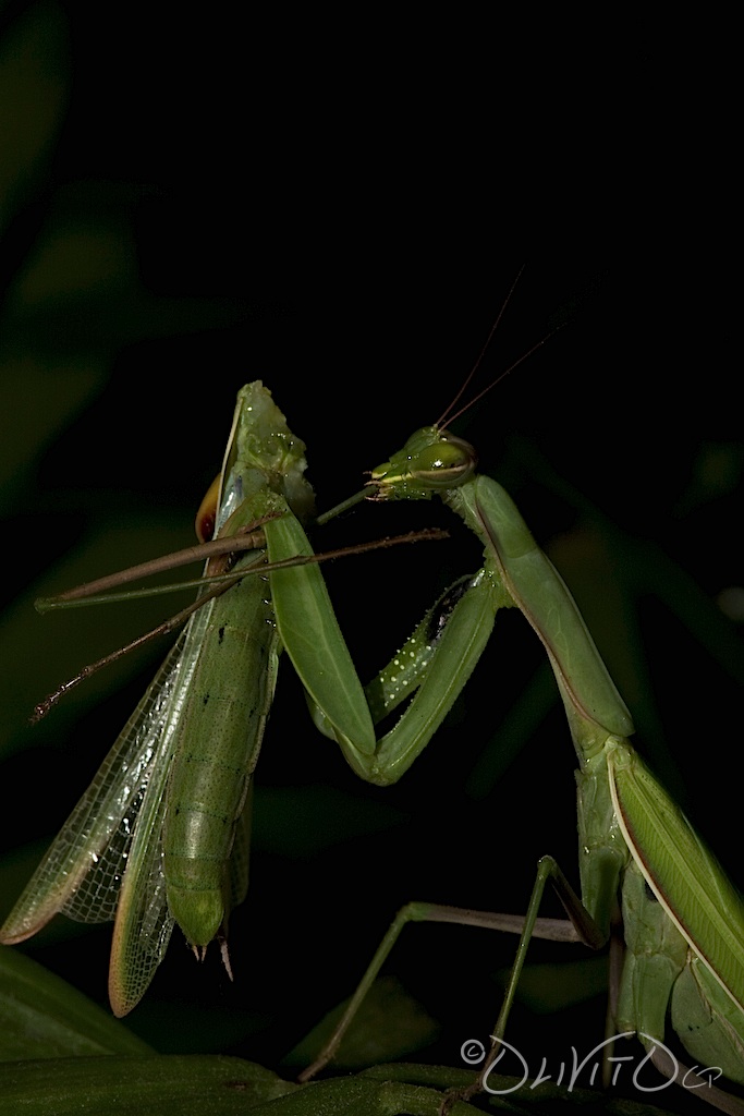 Богомол съедает богомола. Богомол Mantis religiosa самка. Самка богомола после спаривания. Спаривание Богомолов самка. Самец богомола.