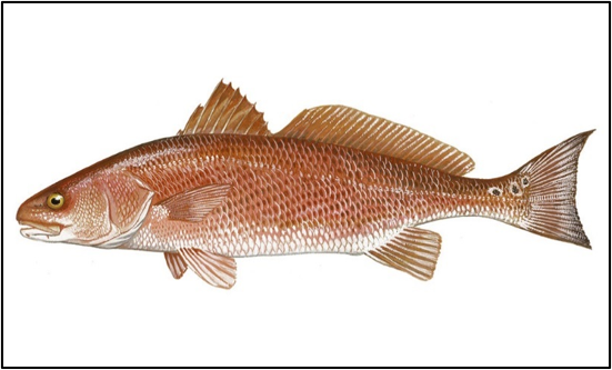 Sciaenops ocellatus (red drum)