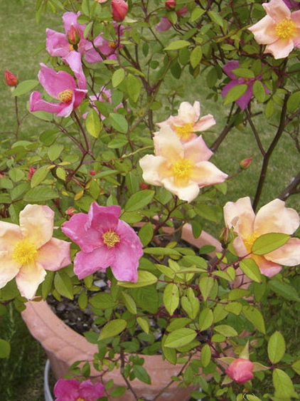 Rosa × odorata - Wikipedia