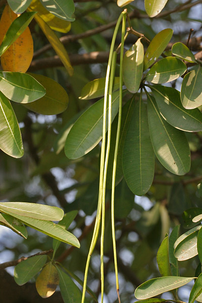 File:Saptaparni (Alstonia scholaris) leaves & fruit in Kolkata W IMG 3408.jpg