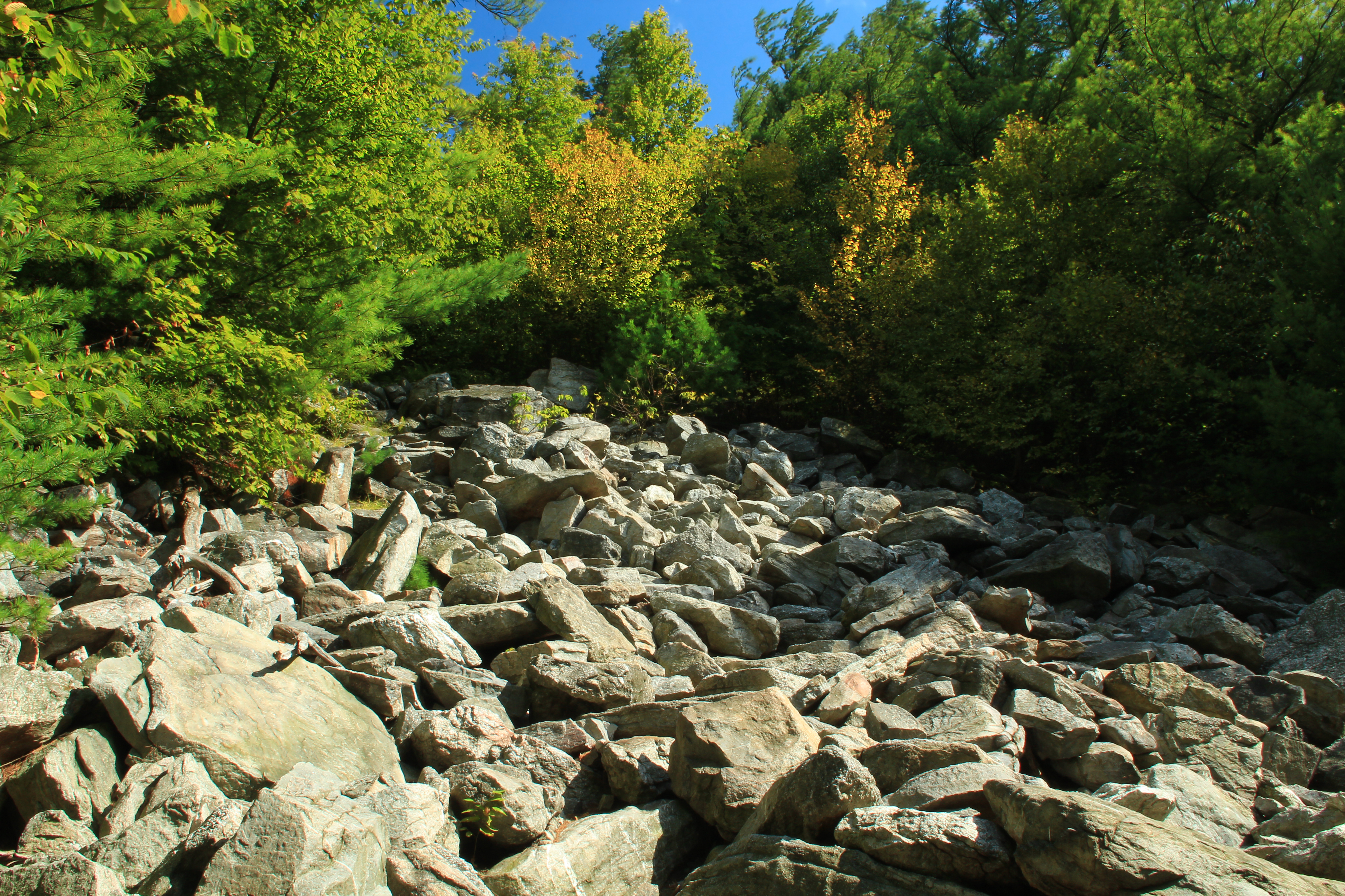 Forest rock. Стоун-Маунтин Аппалачи. Камни в лесу. Большие камни в лесу. Валун в лесу.