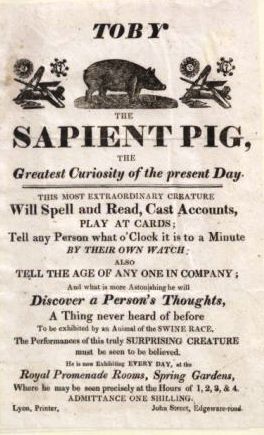 Poster for Toby the Sapient pig Toby the sapient pig.jpg