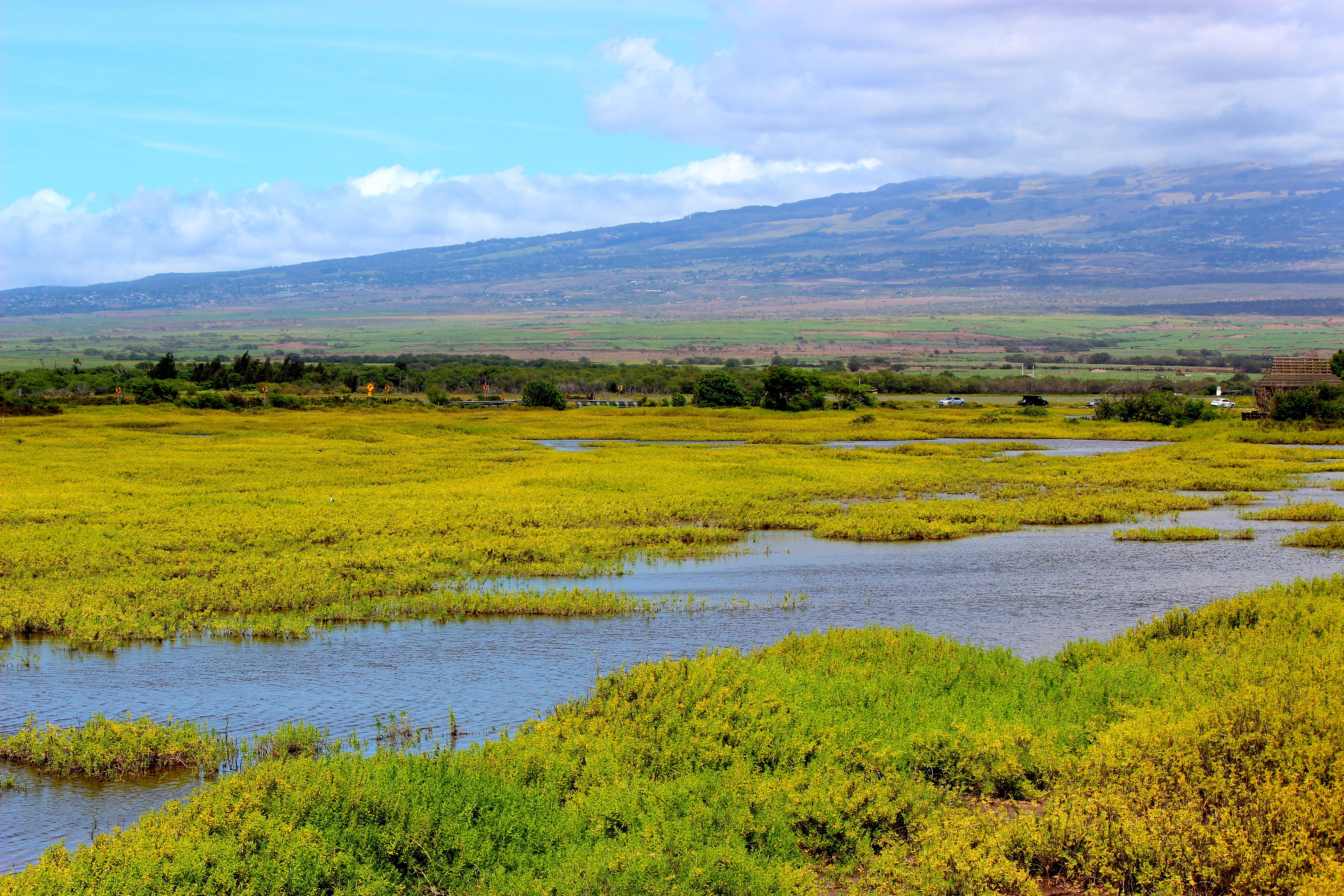 Wetlands. Водно-болотные угодья дельты Кубани. Заповедник Wetlands. Водно болотные угодья Муан Корея. Водно-болотные угодья Крыма.