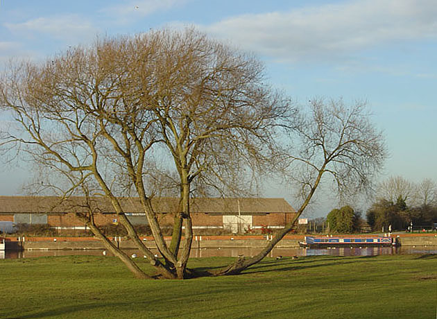 File:Willow by the Trent - geograph.org.uk - 653283.jpg