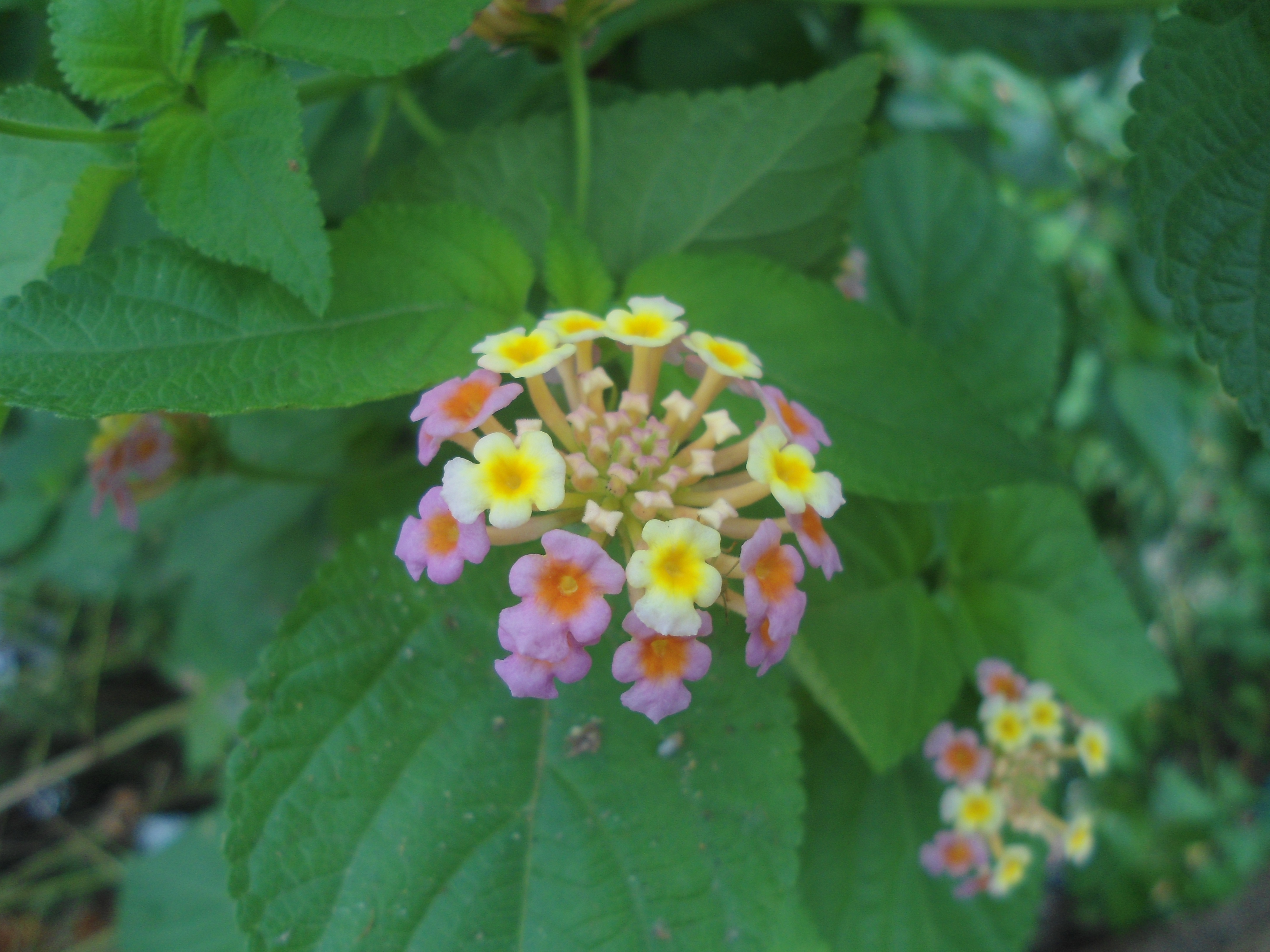 Lantana trifolia