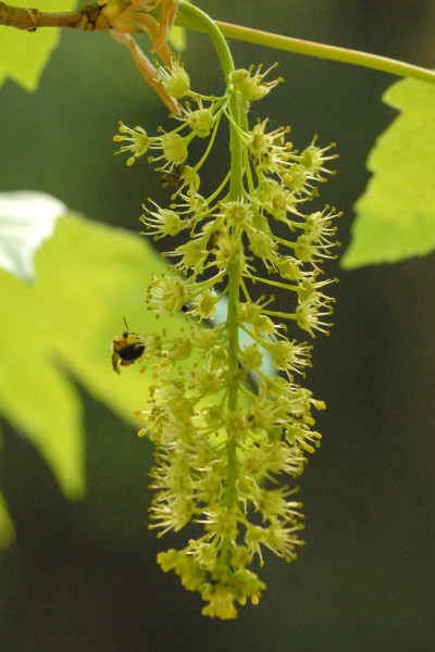 File:Acer.pseudoplatanus.-.lindsey.jpg