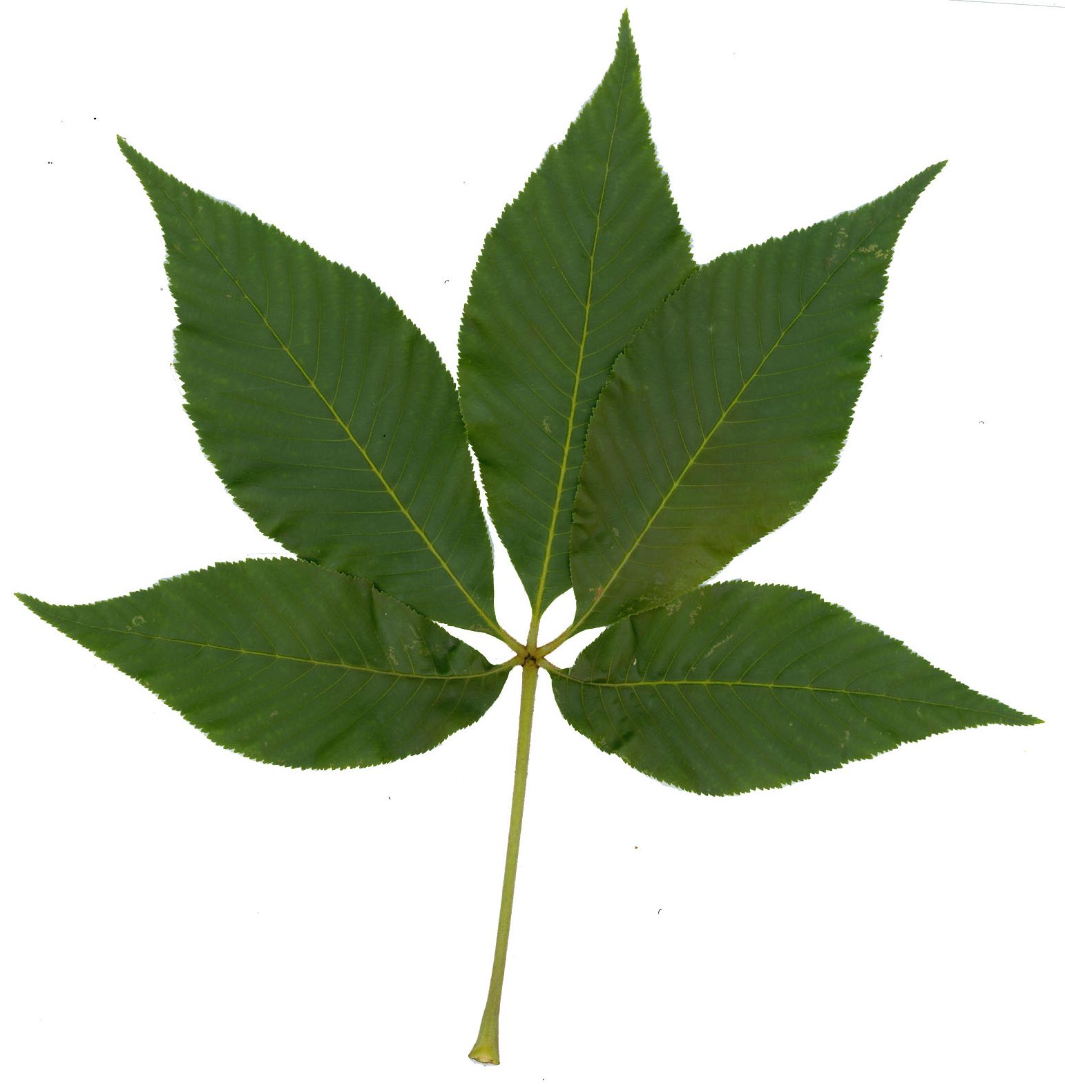 clip art buckeye leaf - photo #37