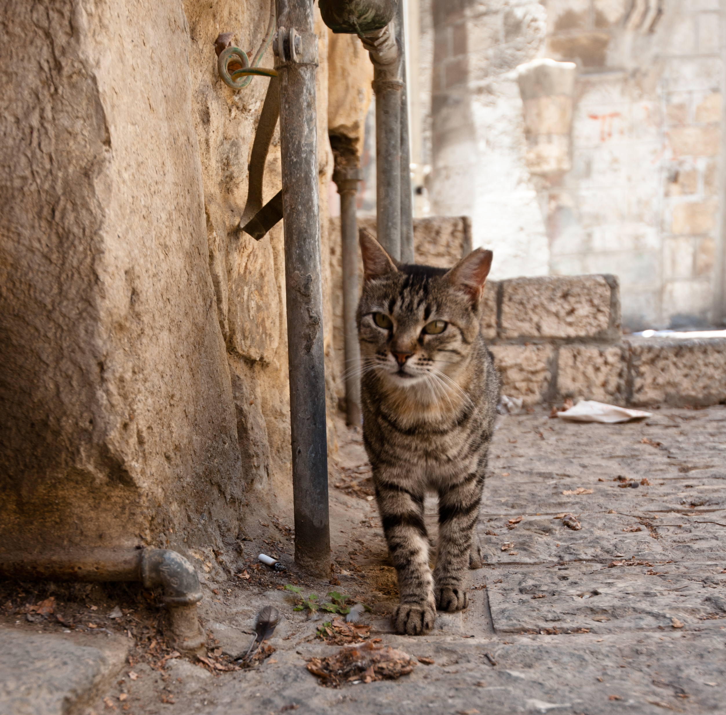 File:Alley Cat,  - Wikimedia Commons