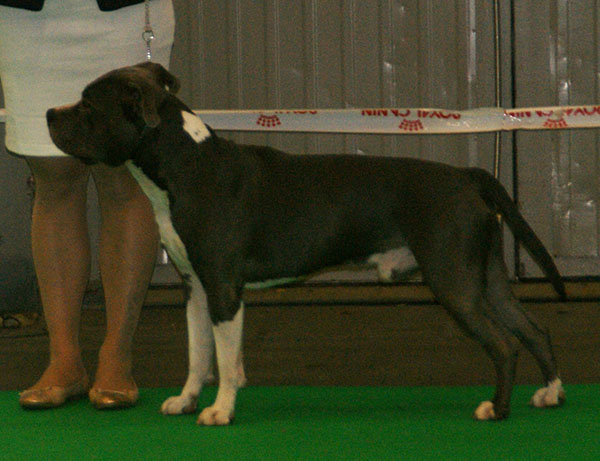 File:American Staffordshire Terrier 5.jpg