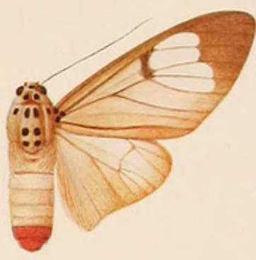 File:Amerila omissa female.JPG