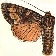 Apamea occidens