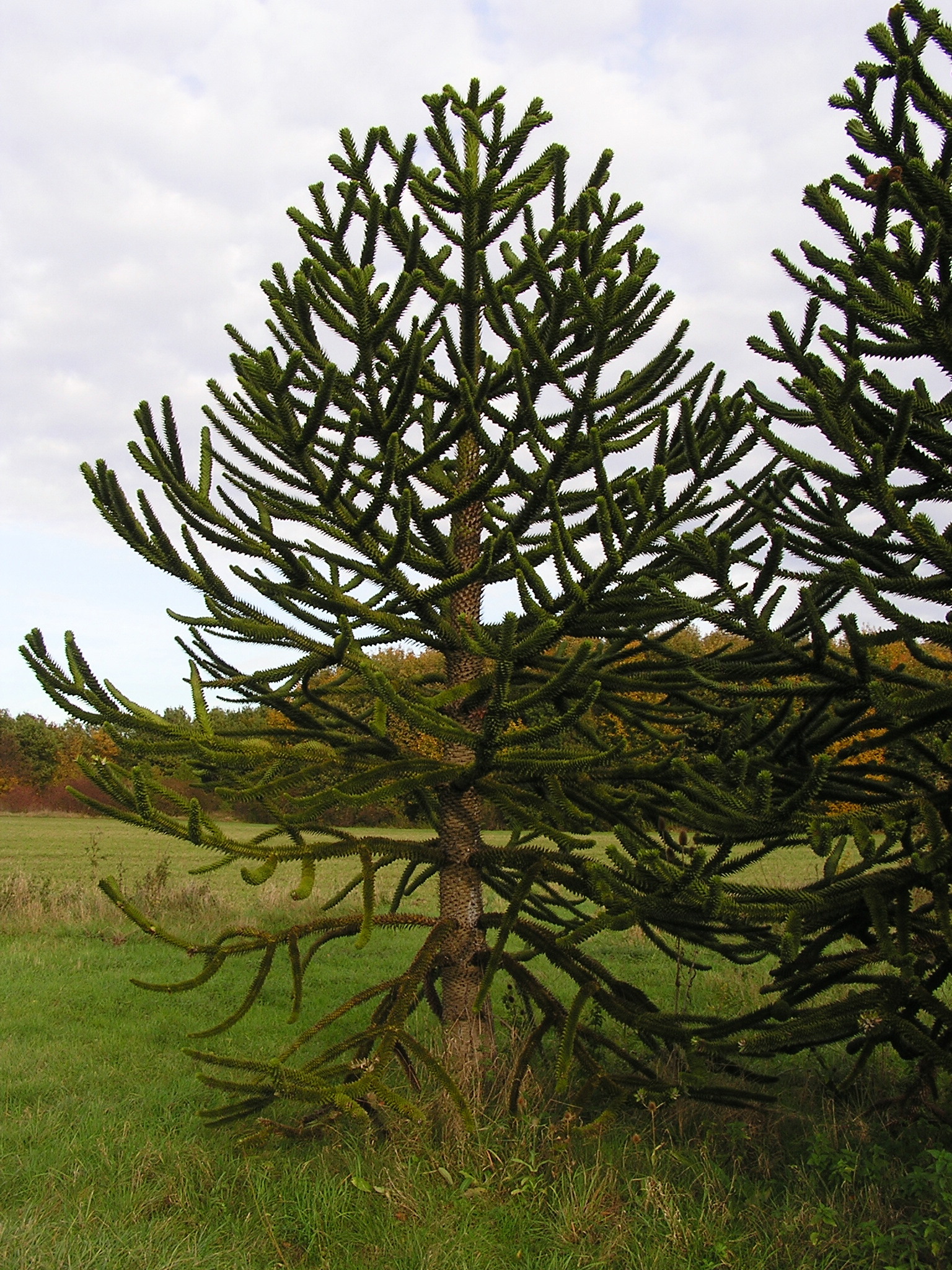 file-araucaria-araucana-arboretummt-2-jpg-wikimedia-commons